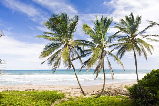 Green Point, Eastern coast of Barbados, Caribbean