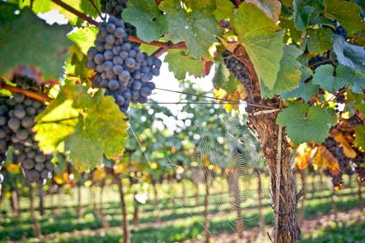 Zweigelt grape and spiderweb on wine, take in lower austria