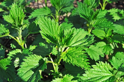 New green nettle leaves, spring time