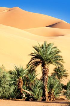palm tree in the desert with sand dunes and blue sky 