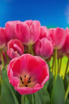 Bouquet of the fresh pink tulips on the blue background 