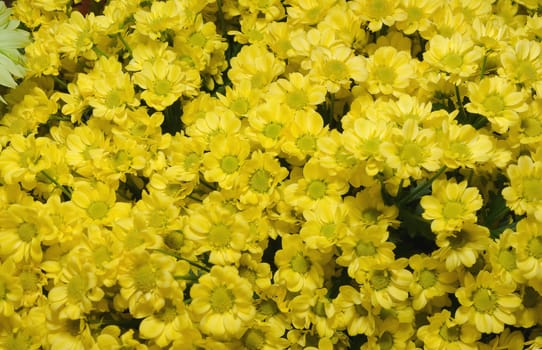 Beautiful yellow chrysanthemum flower