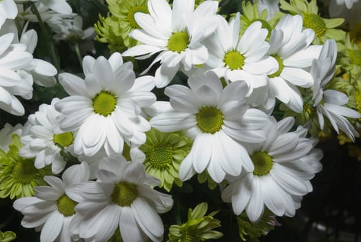 Beautiful white and green chrysanthemum flower