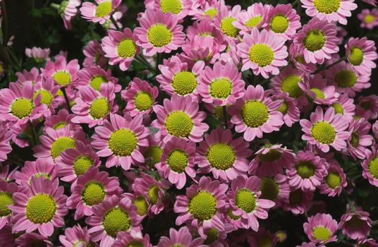 Beautiful magenta chrysanthemum flower