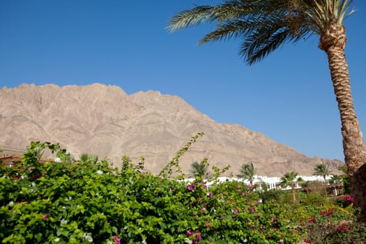 palm tree, blue sky and mountain