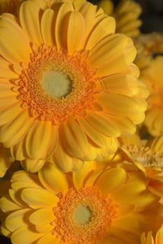 
Beautiful yellow chrysanthemum flower autumn vivid background