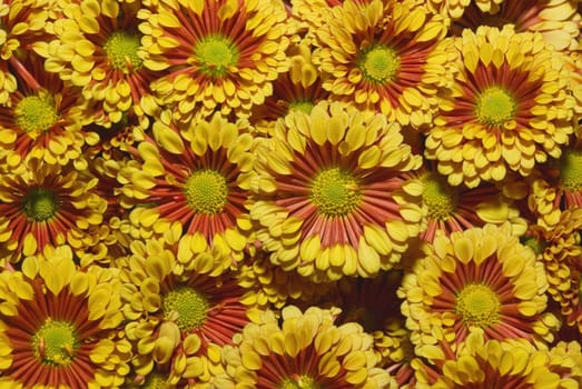 Beautiful yellow chrysanthemum flower autumn vivid background