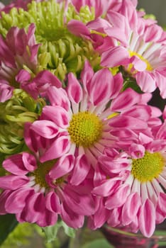 Beautiful magenta chrysanthemum flower autumn vivid background