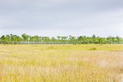 Everglades National Park, Florida, USA