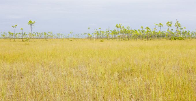 Everglades National Park, Florida, USA