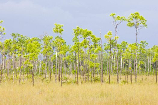 Everglades National Park, Florida, USA