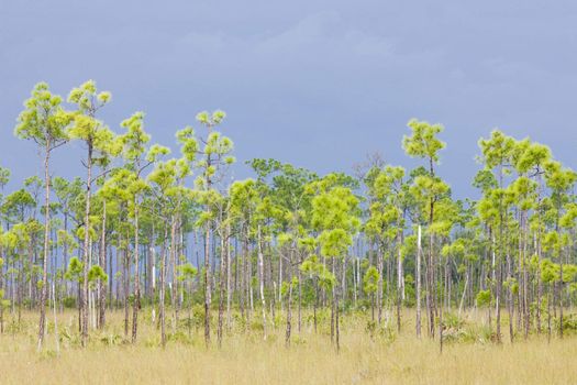 Everglades National Park, Florida, USA