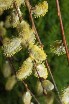 Pussy wIllow buds on a black