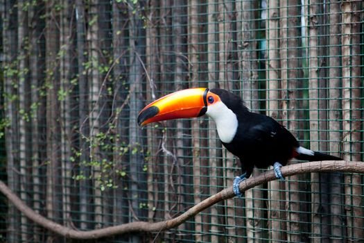 tucan on the brunch