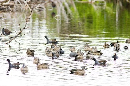 fauna of Everglades National Park, Florida, USA