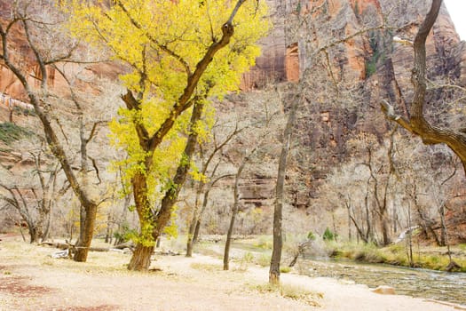 Zion National Park, Utah, USA