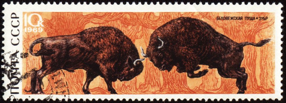 USSR - CIRCA 1969: stamp printed in the USSR, shows two fighting bisons in Bialowieza Forest, circa 1969