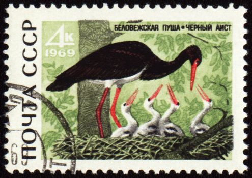 USSR - CIRCA 1969: stamp printed in the USSR, shows Black stork with nestling, series Animals from Bialowieza Forest Reserve, circa 1969