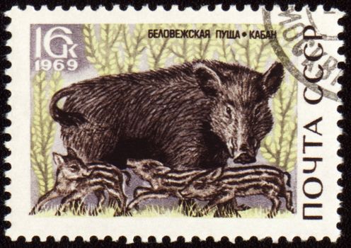 USSR - CIRCA 1969: stamp printed in the USSR, shows Wild boar, series Animals from Bialowieza Forest Reserve, circa 1969