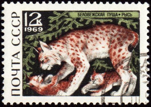 USSR - CIRCA 1969: stamp printed in the USSR, shows Lynx with cub, series Animals from Bialowieza Forest Reserve, circa 1969