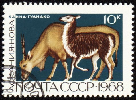 USSR - CIRCA 1968: stamp printed in the USSR, shows antelope Kanna and Guanako, series "Askania Nova Reserve", circa 1968