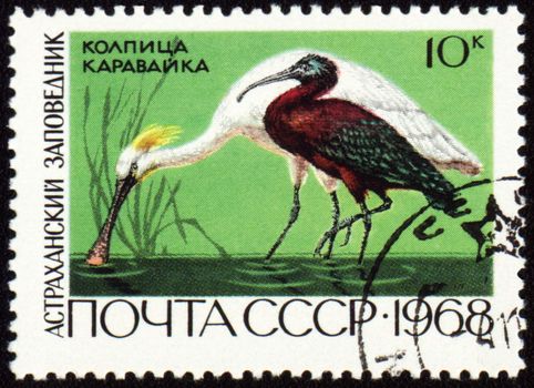 USSR - CIRCA 1968: stamp printed in the USSR shows Spoonbill and ibis, series "Astrakhan Reserve", circa 1968
