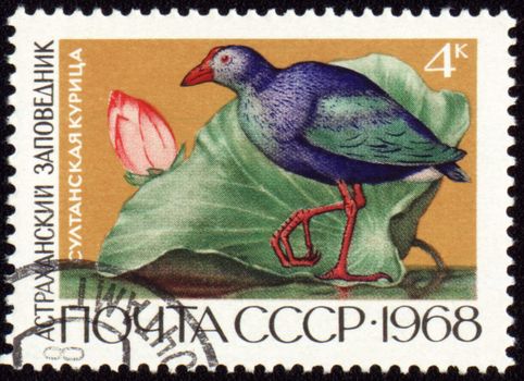 USSR - CIRCA 1968: stamp printed in the USSR shows Sultan hen, series "Astrakhan Reserve", circa 1968