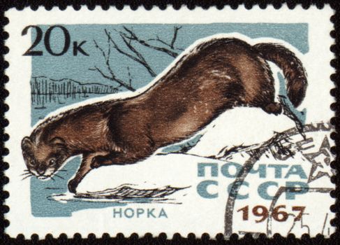 USSR - CIRCA 1967: post stamp printed in USSR shows mink in forest, series, circa 1967