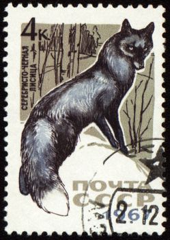 USSR - CIRCA 1967: post stamp printed in the UssR shows black fox, circa 1967