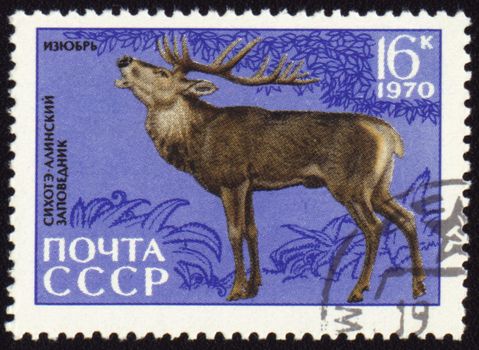 USSR - CIRCA 1970: post stamp printed in USSR shows Siberian stag, series Animals from Sikhote-Alin Reserve, circa 1970
