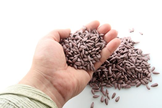 colored sunflower sowing seed in man's hand 