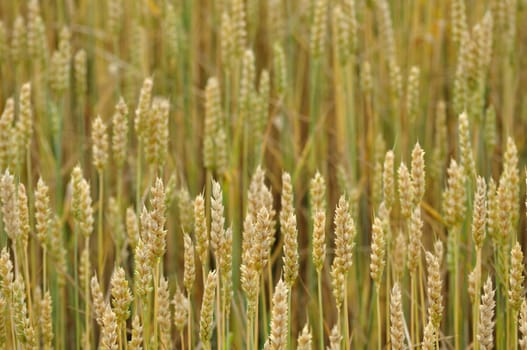 Background of the ripe wheat in field