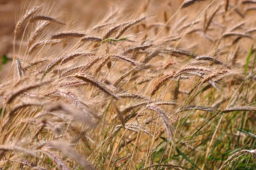 Background of the ripe barley in cultivate field