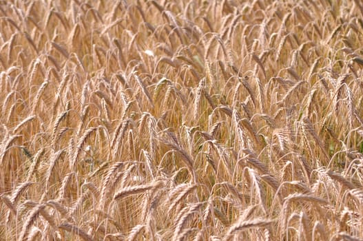Background of the ripe barley in cultivate field