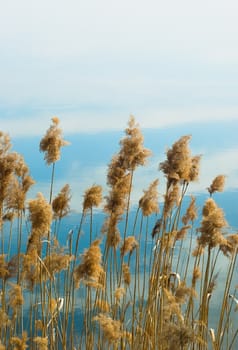 reed thicket in a blue water