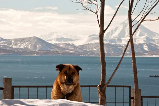 Dog against a beautiful landscape at coast of Kamchatka