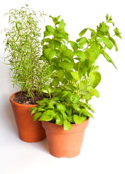 Herbs in Pots on White Background - Basil, Mint and Rosemary