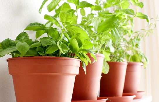 Herbs in Pots on the Shelf - Basil, Mint and Rosemary