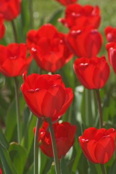 Bouquet of the fresh pink tulips on the green background 