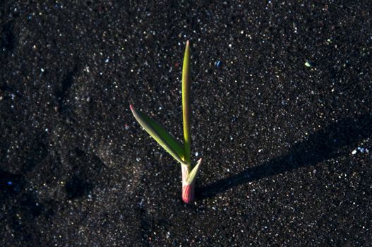 Young young plant growing from dark oceanic sand