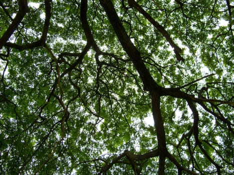 Looking up under a big tree.