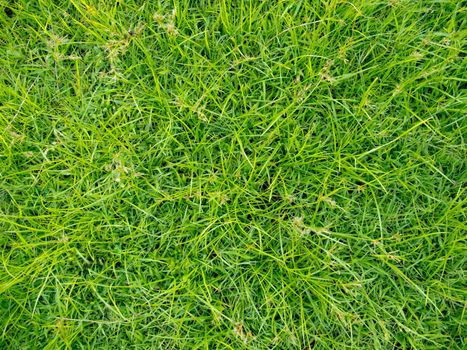 Close up grass in the park for texturing.