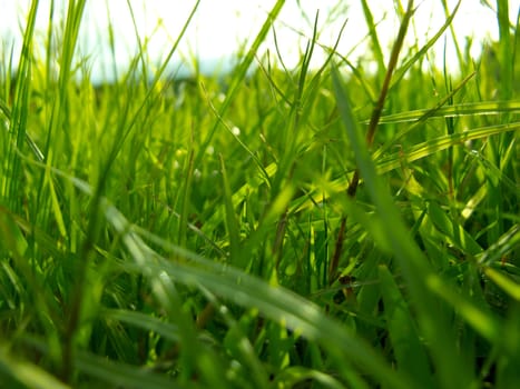 Close up grass in the park.