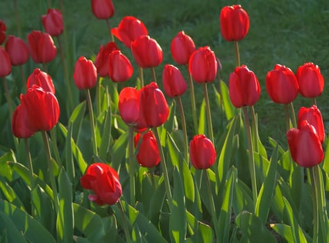 Bouquet of the fresh red tulips on the green background