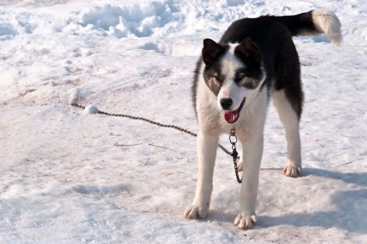 Dog on white snow of rideable breed