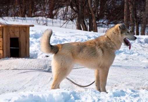 Dog on white snow of rideable breed