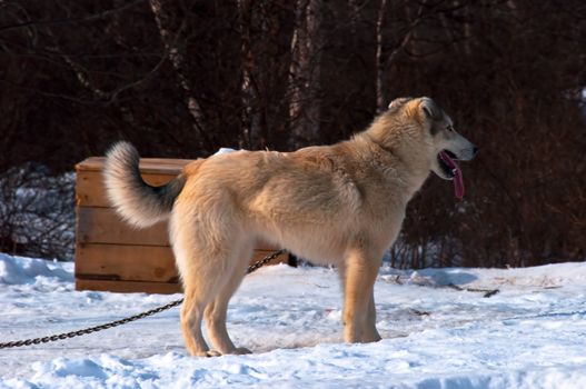 Dog on white snow of rideable breed