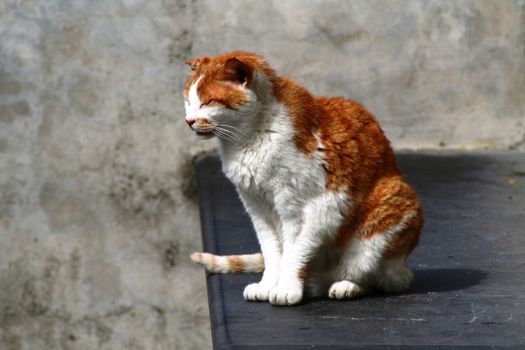 A cat after a fight against another cat in Manrola, Cinqueterre, Italy.