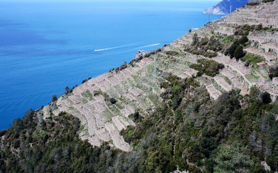 Cinqueterre, sea landscape panromaic view over the vineyard.