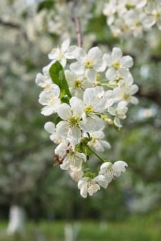 White apricot flowers with green background